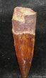 Inch Spinosaurus Tooth - Perfect Enamel #1308-1